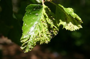 witchhazel gall aphid on birch