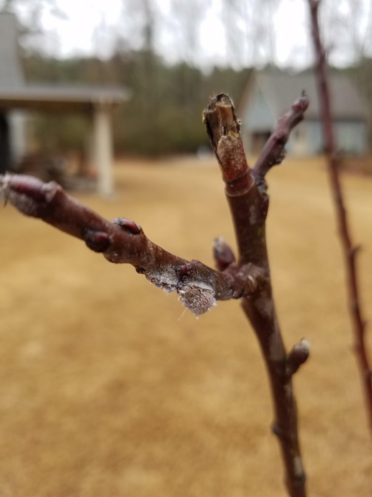 Wooly Apple Aphid – Control | Walter Reeves: The Georgia Gardener