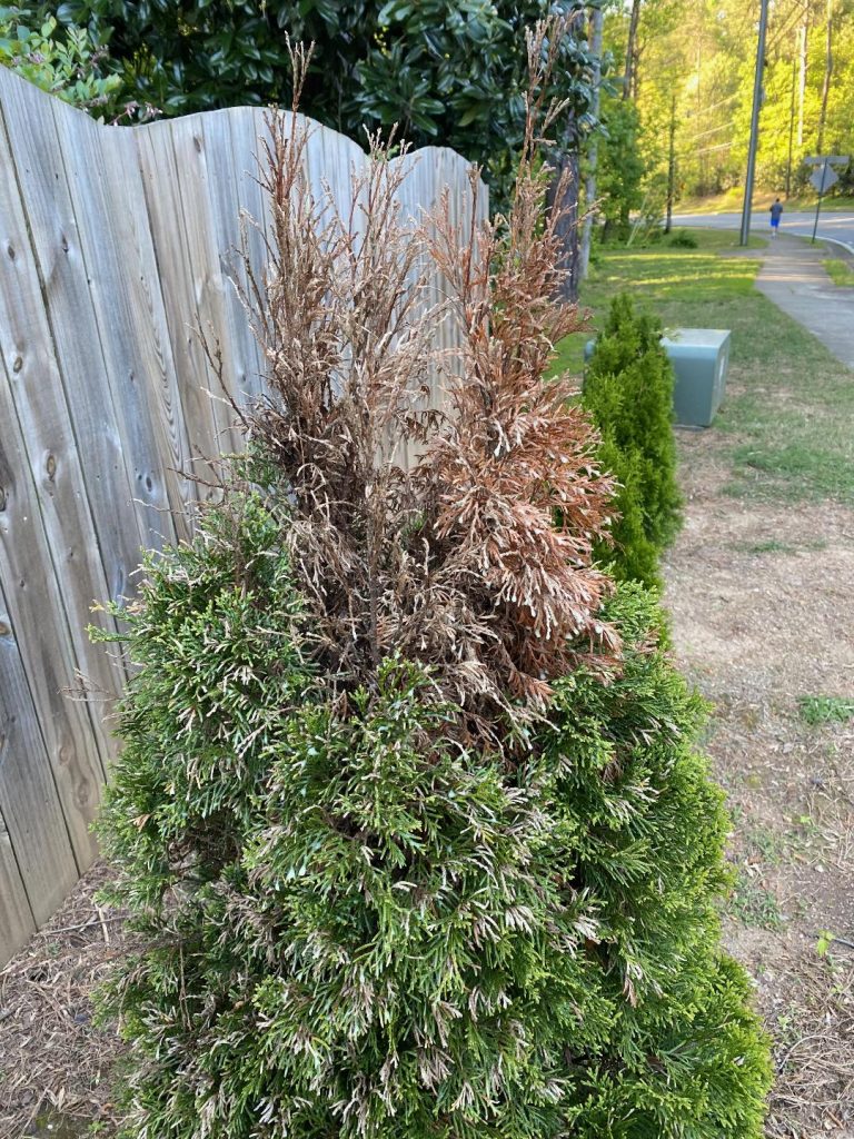 Centipede Fertilizing Walter Reeves The Georgia Gardener 1164