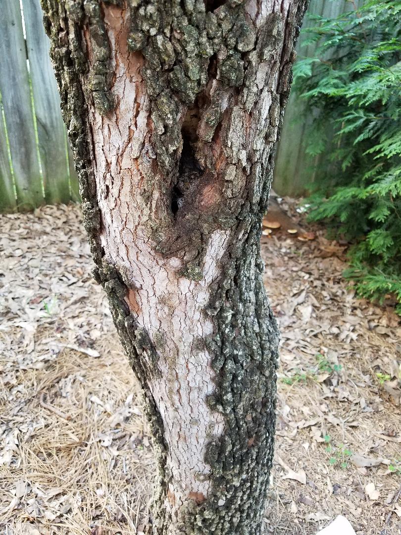 whats wrong with my dogwood tree