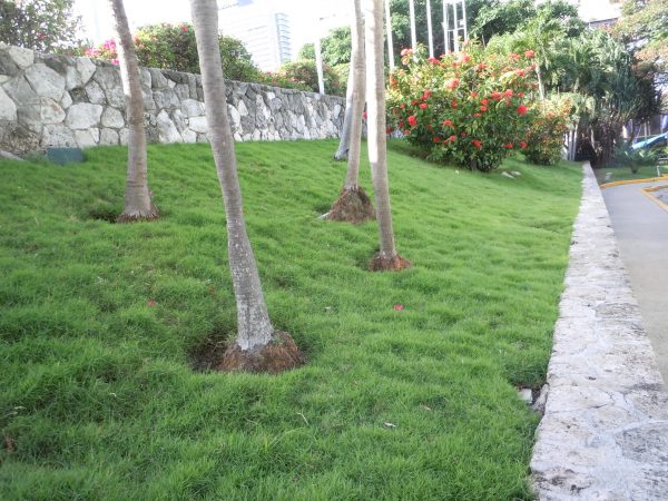 Leveling flat spots in Zoysia lawn