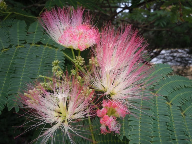 Mimosa wilt identified | Walter Reeves: The Georgia Gardener