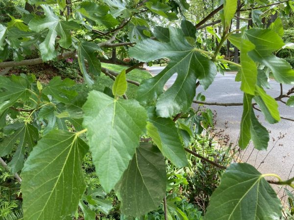 lobed unlobed fig leaves