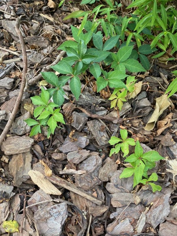 Skin rash from Virginia creeper vine | Walter Reeves: The Georgia Gardener