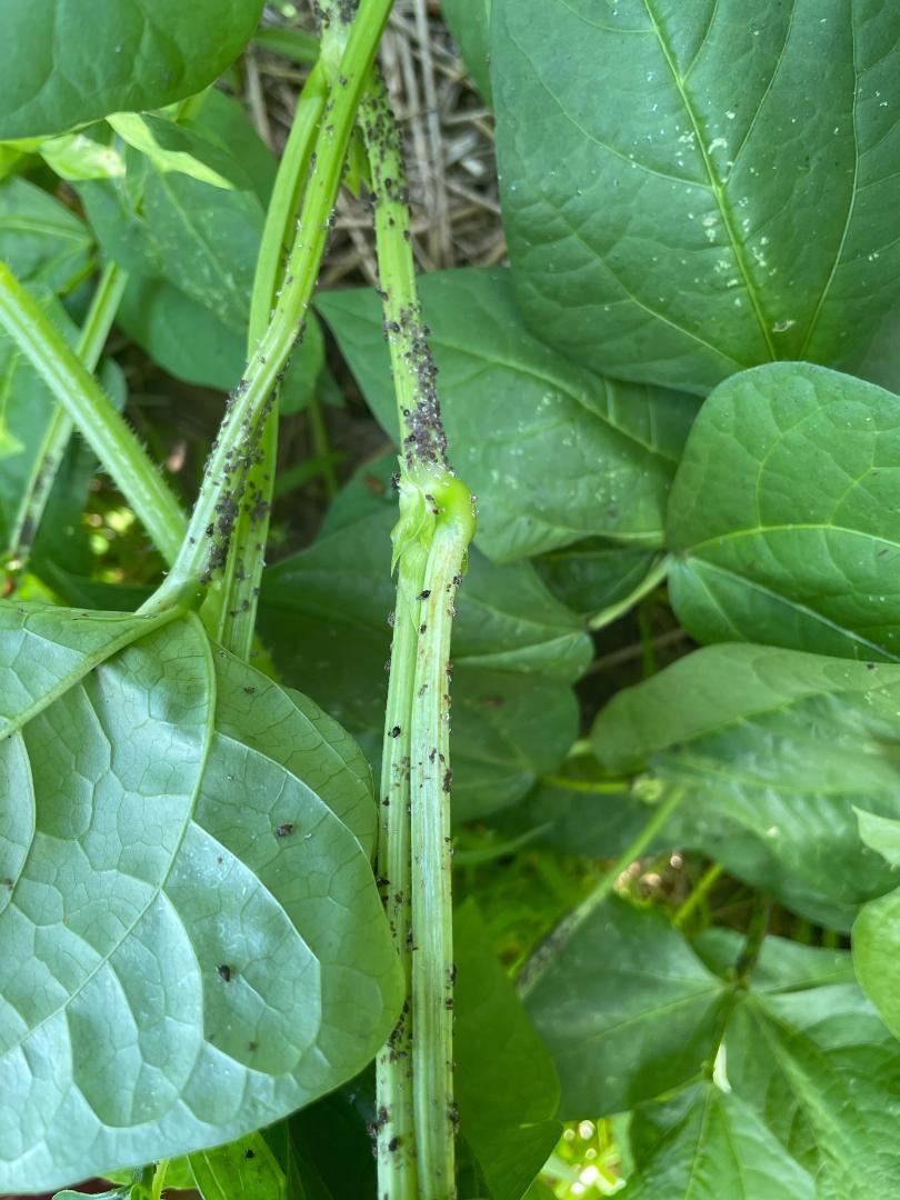 Garden Weed With Blue Black Berries? 